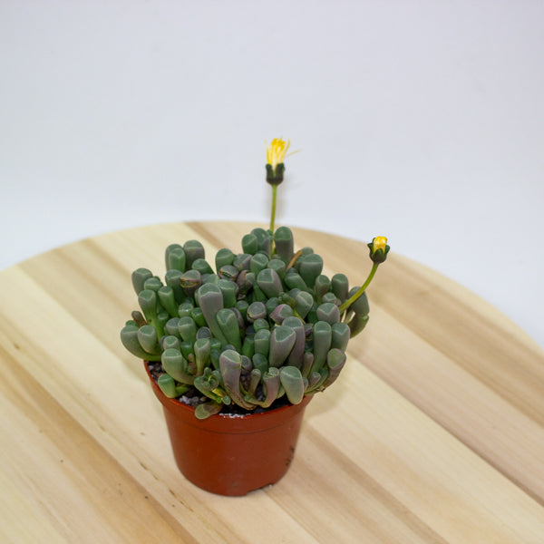 Fenestraria Rhopalophylla 'Baby Toes' 8.5cm H10cm