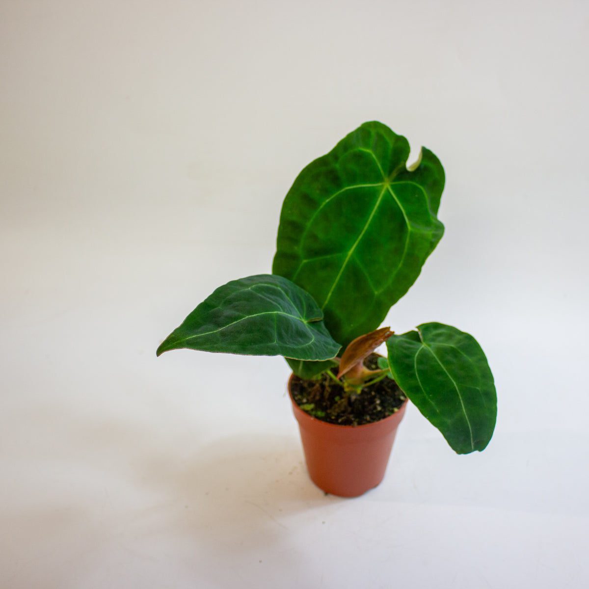 Anthurium Red Spider x forgetii 9cm H25 - 35cm