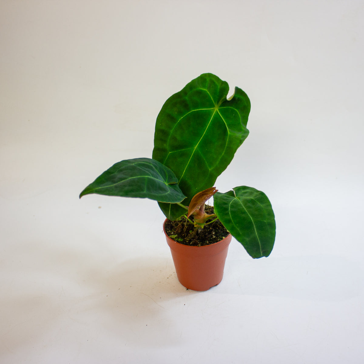 Anthurium Red Spider x forgetii 9cm H25 - 35cm