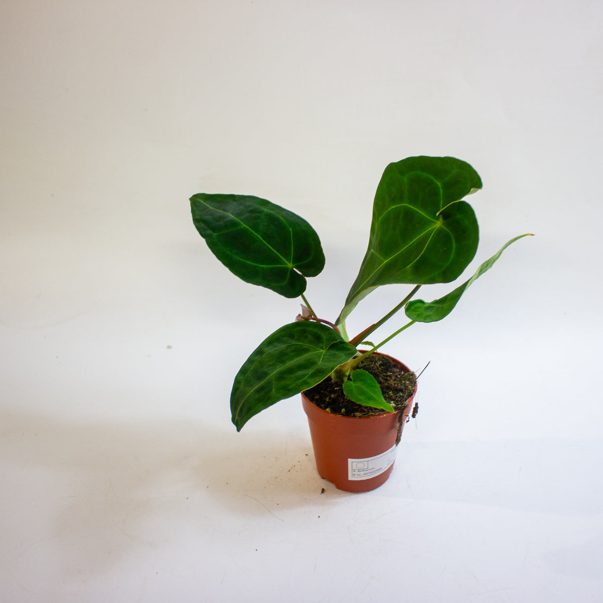 Anthurium Red Spider x forgetii 9cm H25 - 35cm