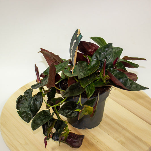 Syngonium Red Arrow 12cm H25cm
