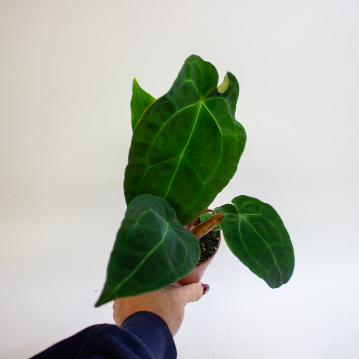 Anthurium Red Spider x forgetii 9cm H25 - 35cm