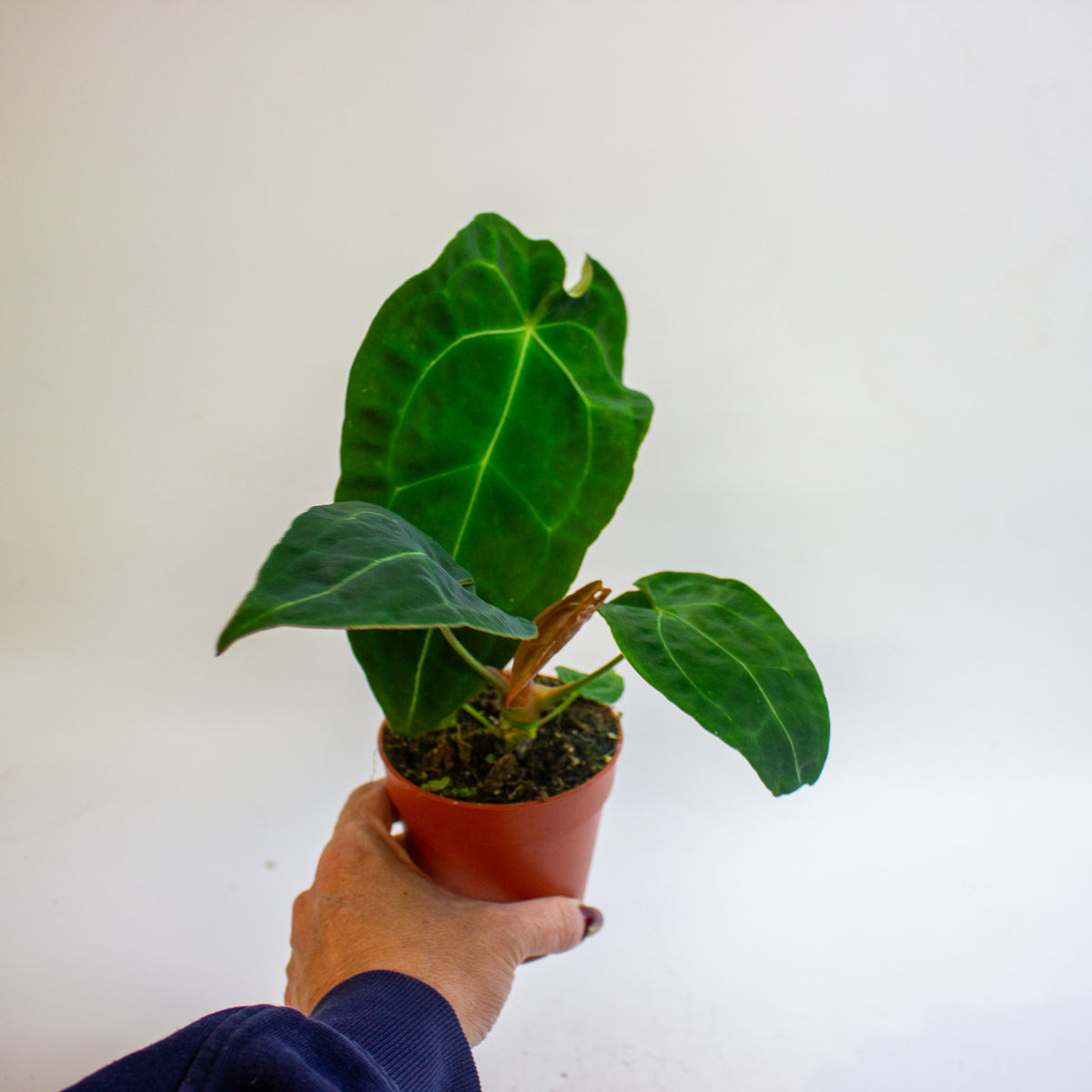 Anthurium Red Spider x forgetii 9cm H25 - 35cm