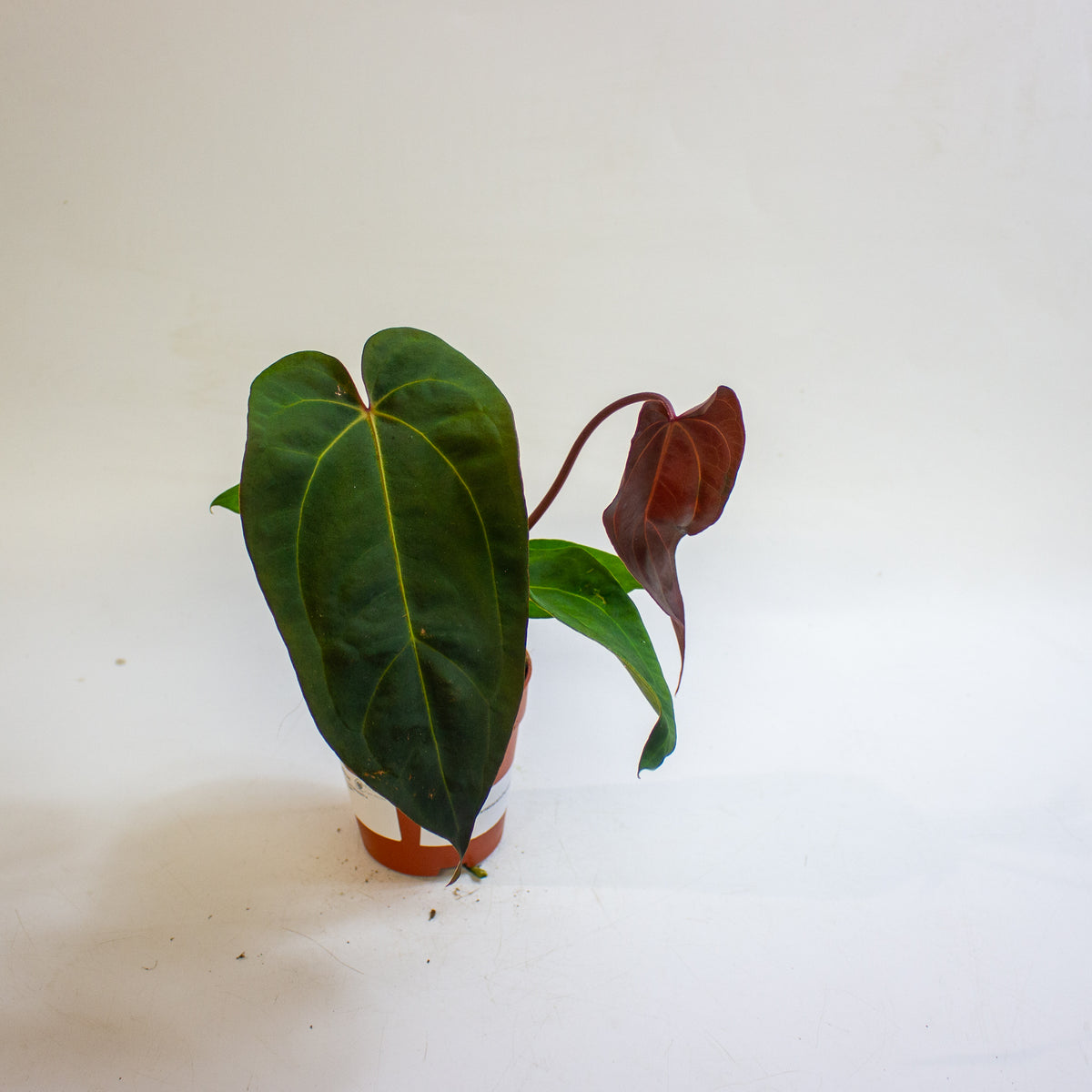 Anthurium '(11 x 24) x (Carlablackii x Papilaminum Grimreaper)' 9cm H20cm