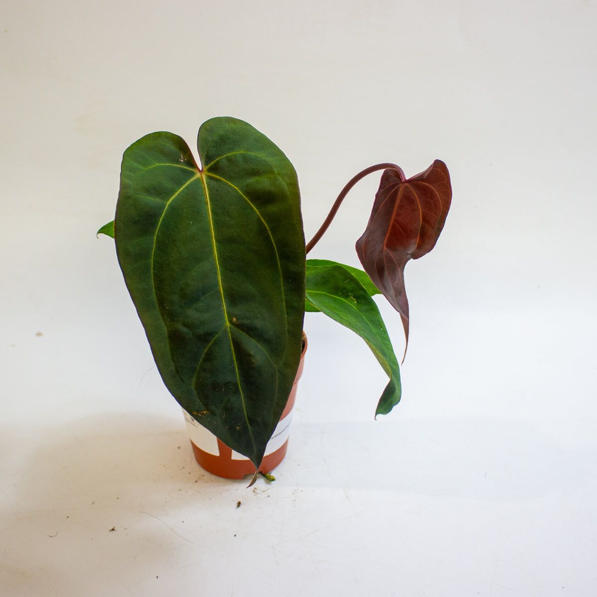Anthurium '(11 x 24) x (Carlablackii x Papilaminum Grimreaper)' 9cm H20cm