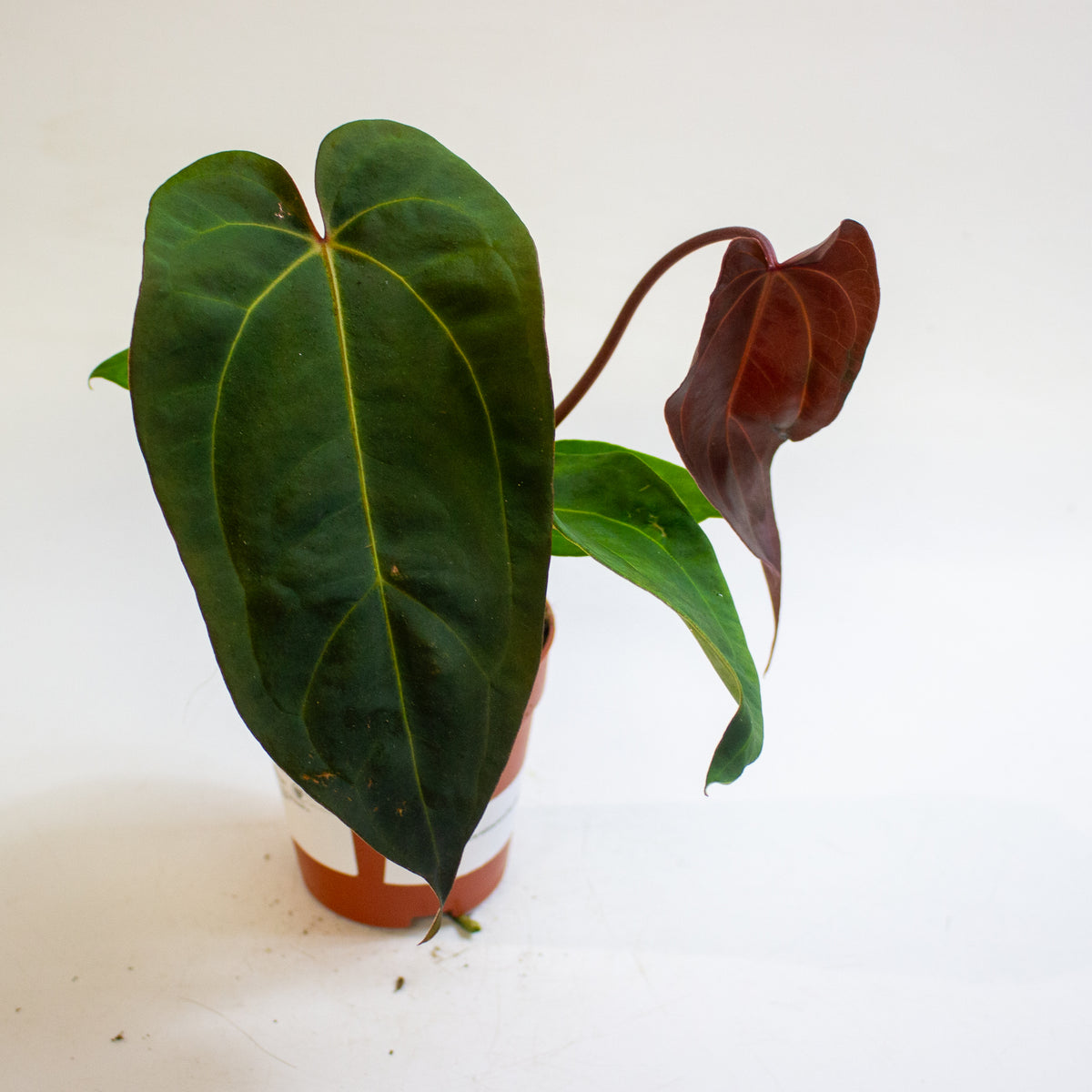 Anthurium '(11 x 24) x (Carlablackii x Papilaminum Grimreaper)' 9cm H20cm