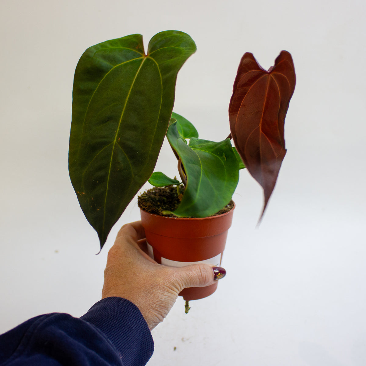 Anthurium '(11 x 24) x (Carlablackii x Papilaminum Grimreaper)' 9cm H20cm