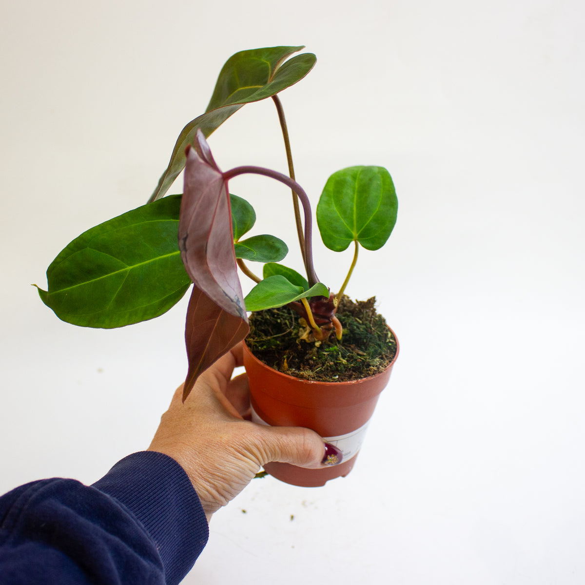 Anthurium '(11 x 24) x (Carlablackii x Papilaminum Grimreaper)' 9cm H20cm