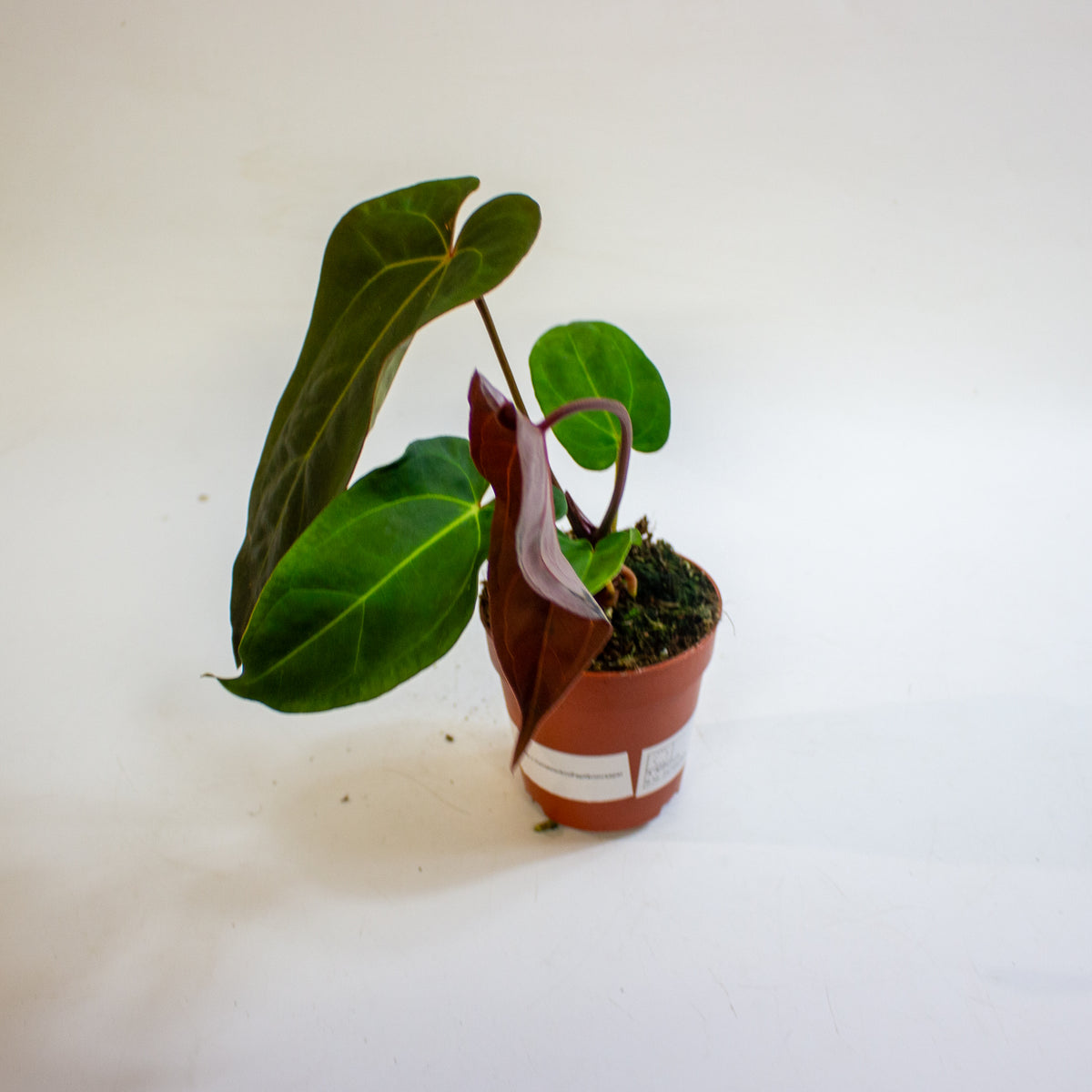 Anthurium '(11 x 24) x (Carlablackii x Papilaminum Grimreaper)' 9cm H20cm