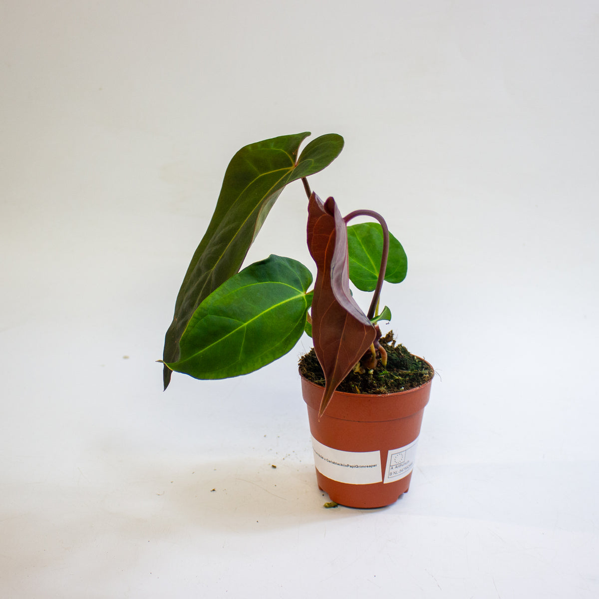 Anthurium '(11 x 24) x (Carlablackii x Papilaminum Grimreaper)' 9cm H20cm