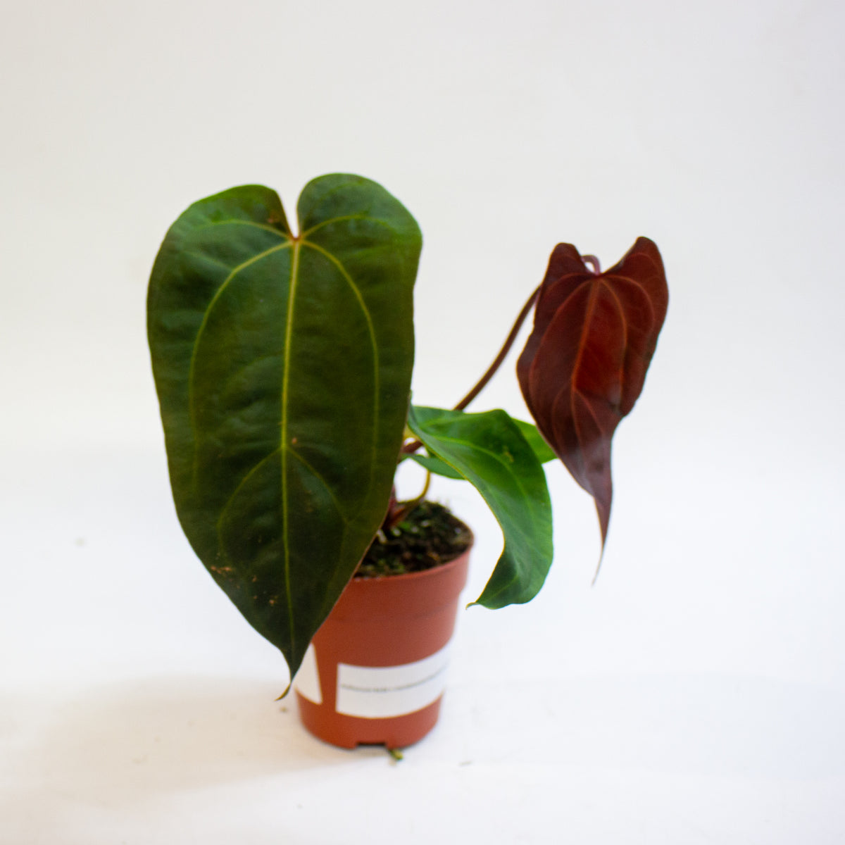 Anthurium '(11 x 24) x (Carlablackii x Papilaminum Grimreaper)' 9cm H20cm