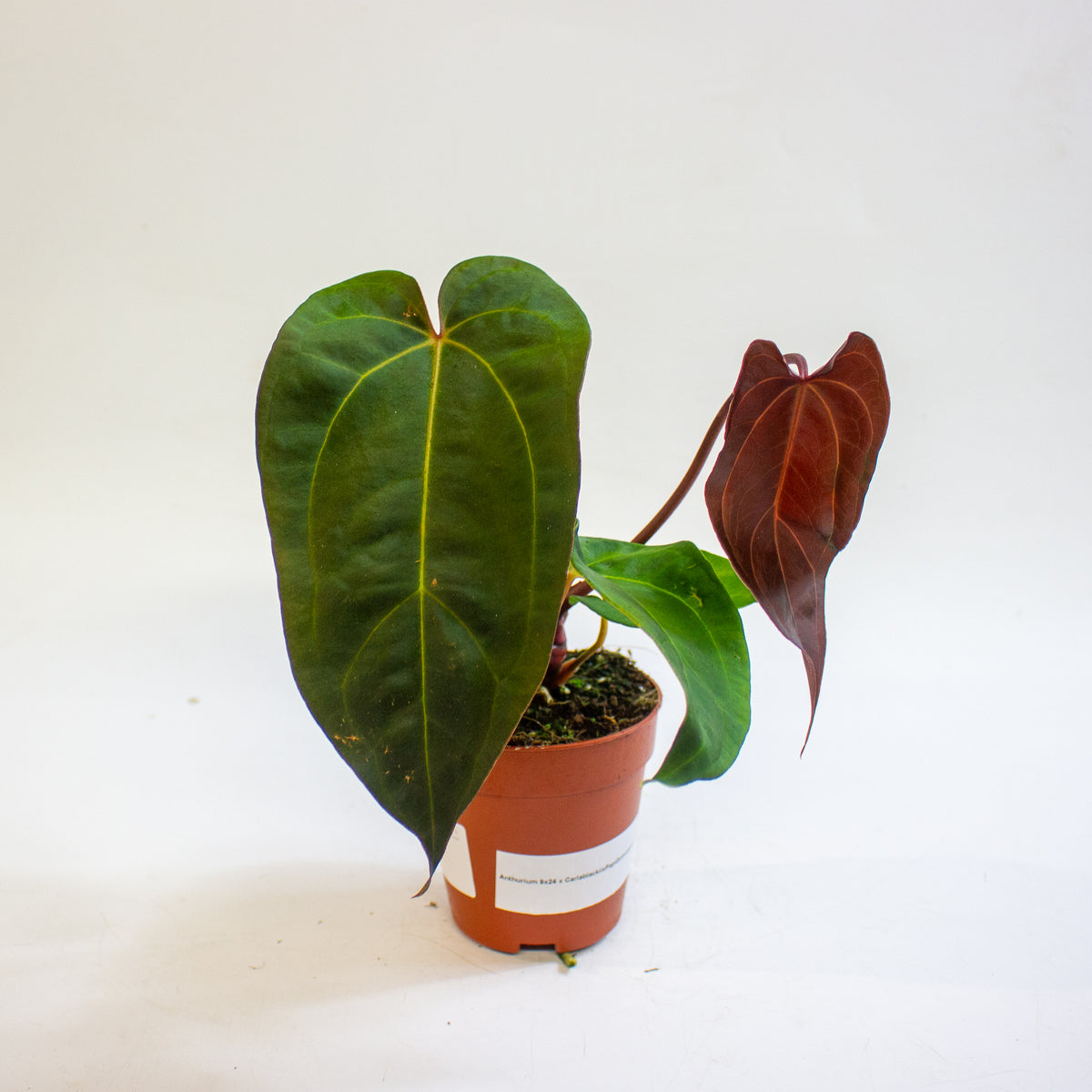 Anthurium '(11 x 24) x (Carlablackii x Papilaminum Grimreaper)' 9cm H20cm