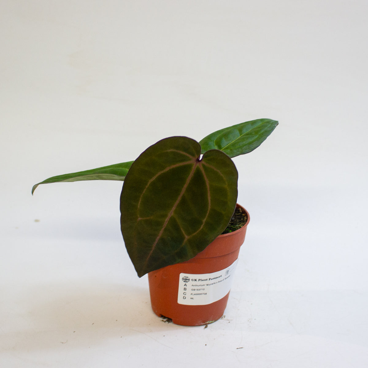 Anthurium 'Michelle x Ace of Spades' 9cm H20cm