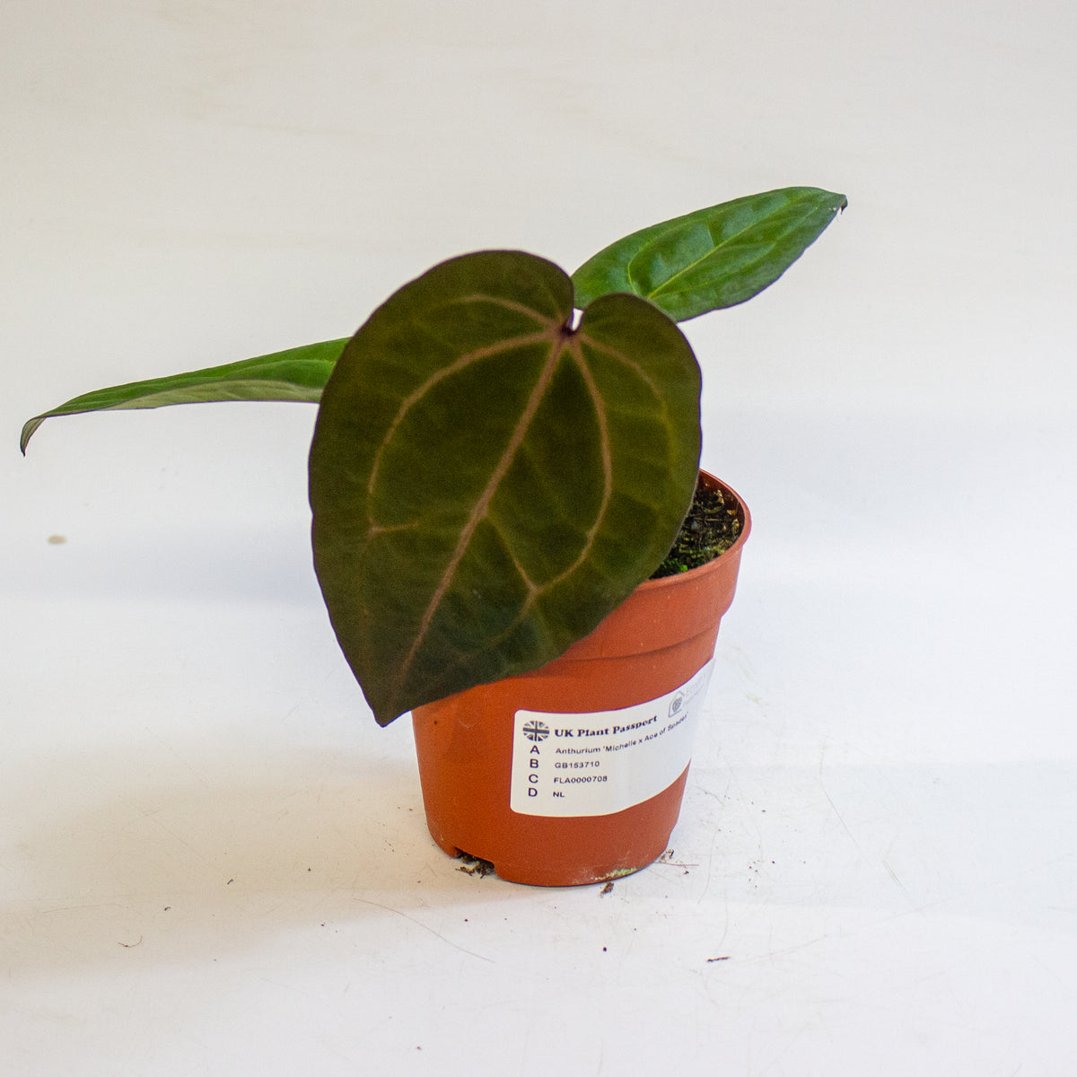 Anthurium 'Michelle x Ace of Spades' 9cm H20cm