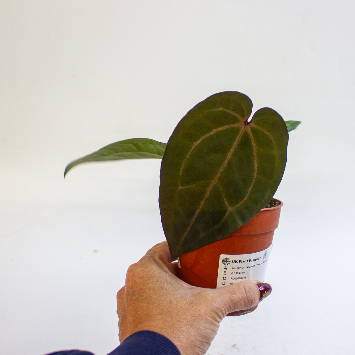 Anthurium 'Michelle x Ace of Spades' 9cm H20cm