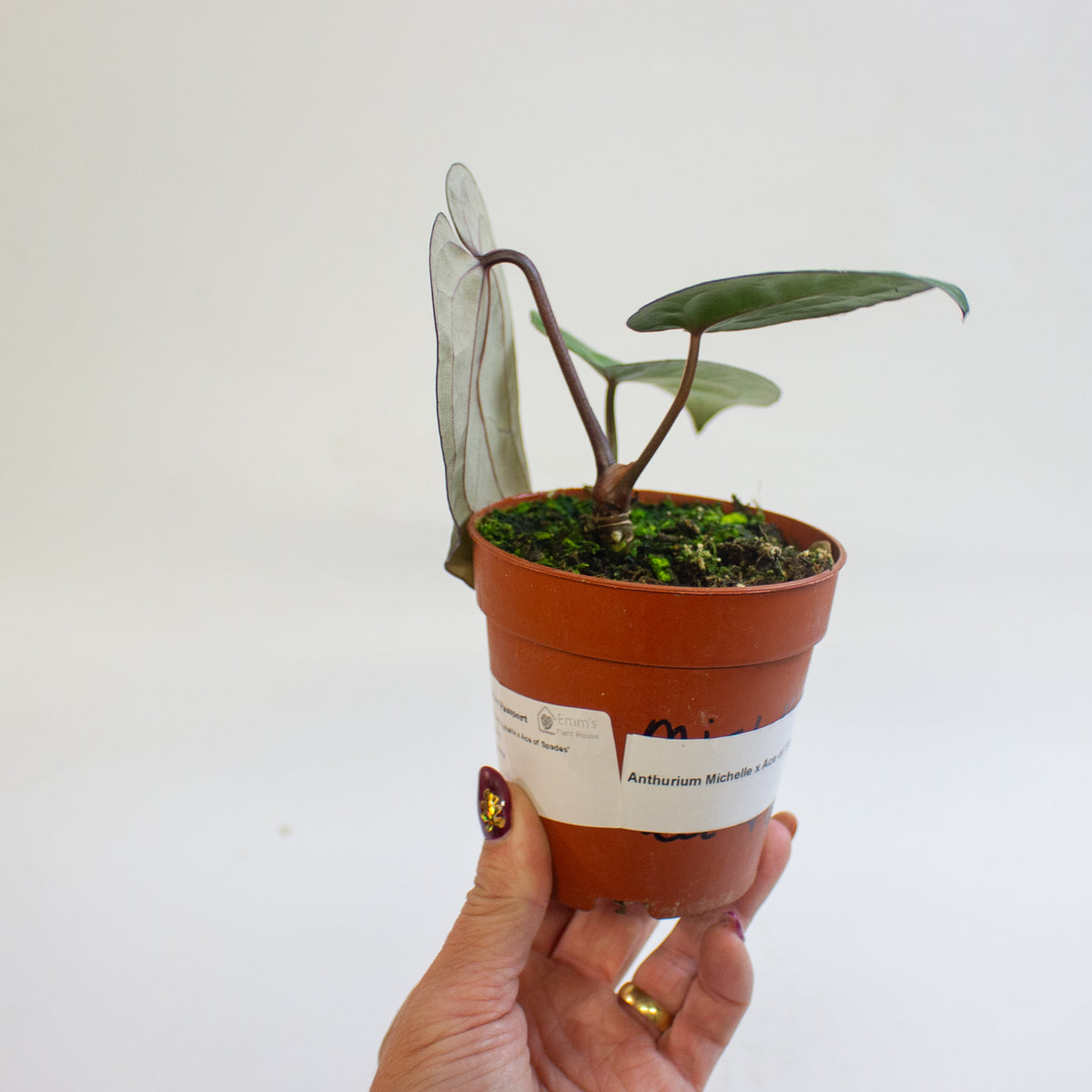 Anthurium 'Michelle x Ace of Spades' 9cm H20cm
