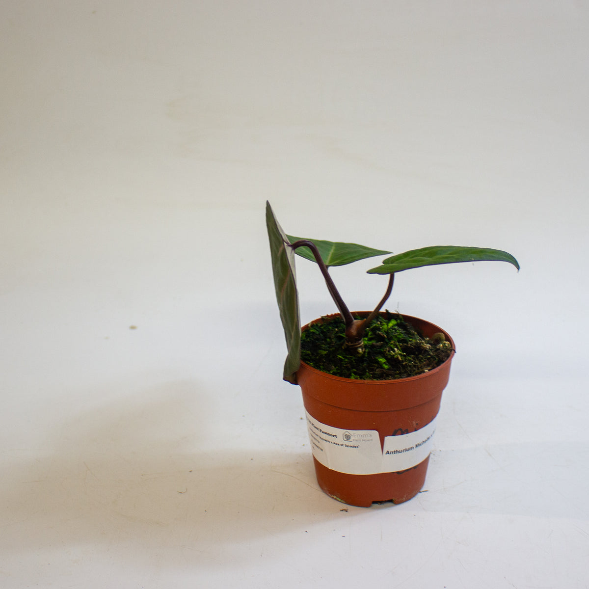 Anthurium 'Michelle x Ace of Spades' 9cm H20cm