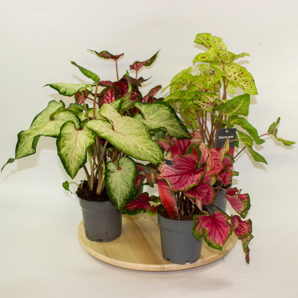Caladium 12cm H25cm