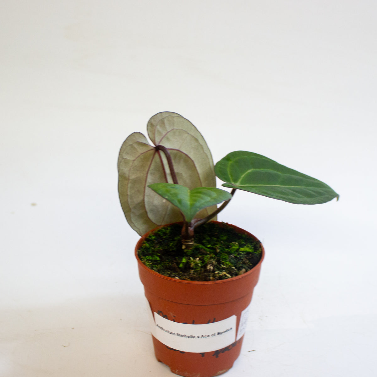 Anthurium 'Michelle x Ace of Spades' 9cm H20cm