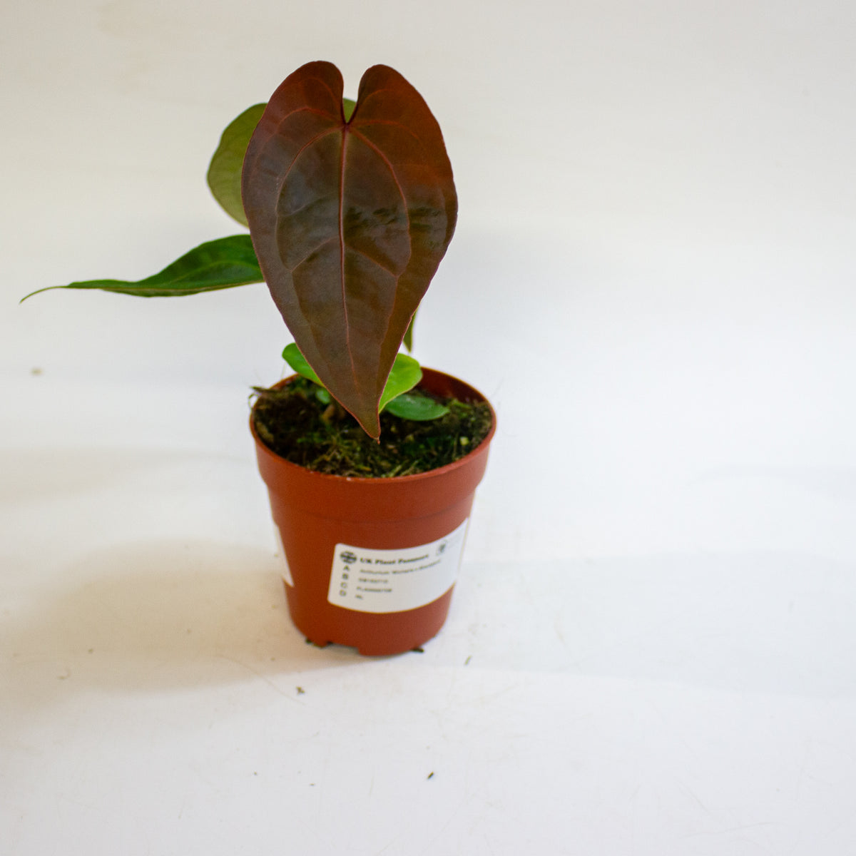 Anthurium 'Michelle x Blackjack' 9cm H20cm