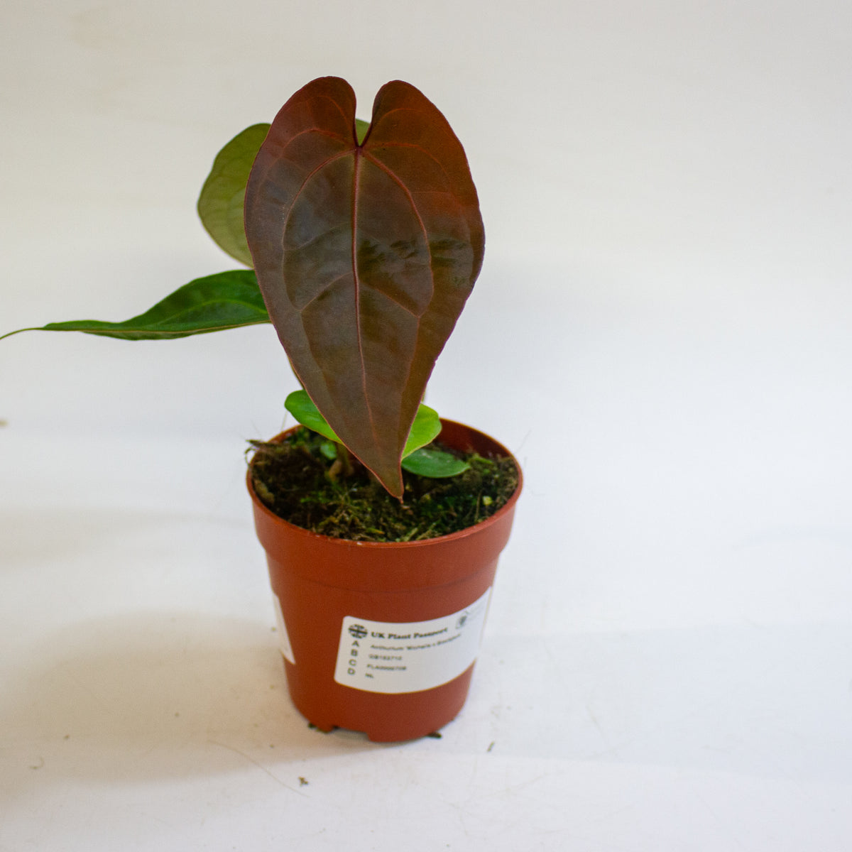 Anthurium 'Michelle x Blackjack' 9cm H20cm