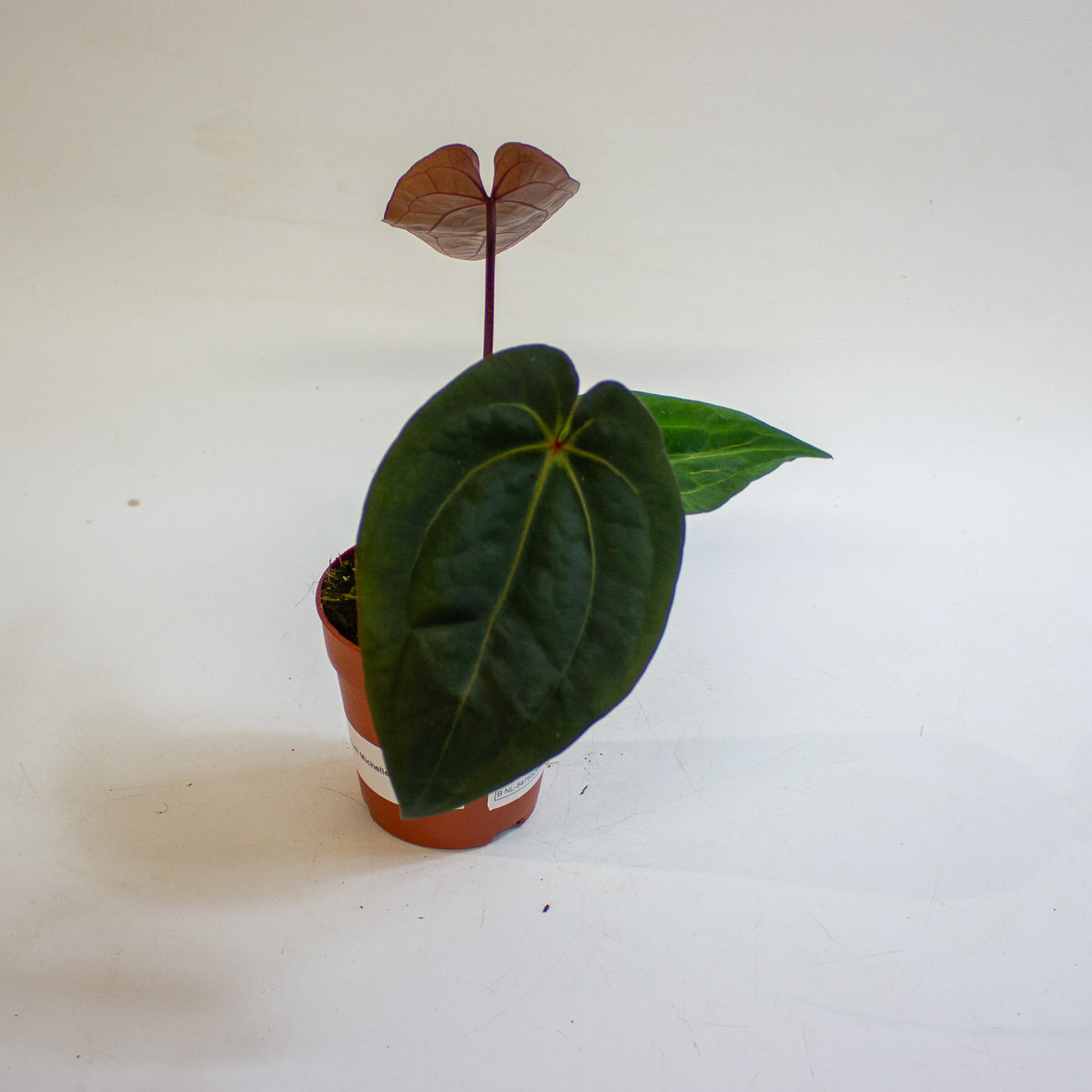 Anthurium 'Michelle x Blackjack' 9cm H20cm
