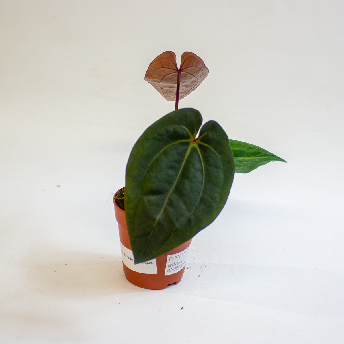 Anthurium 'Michelle x Blackjack' 9cm H20cm