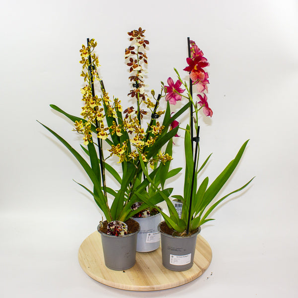 Cambria Orchid - Finished current flowers so reduced! 12cm H60cm