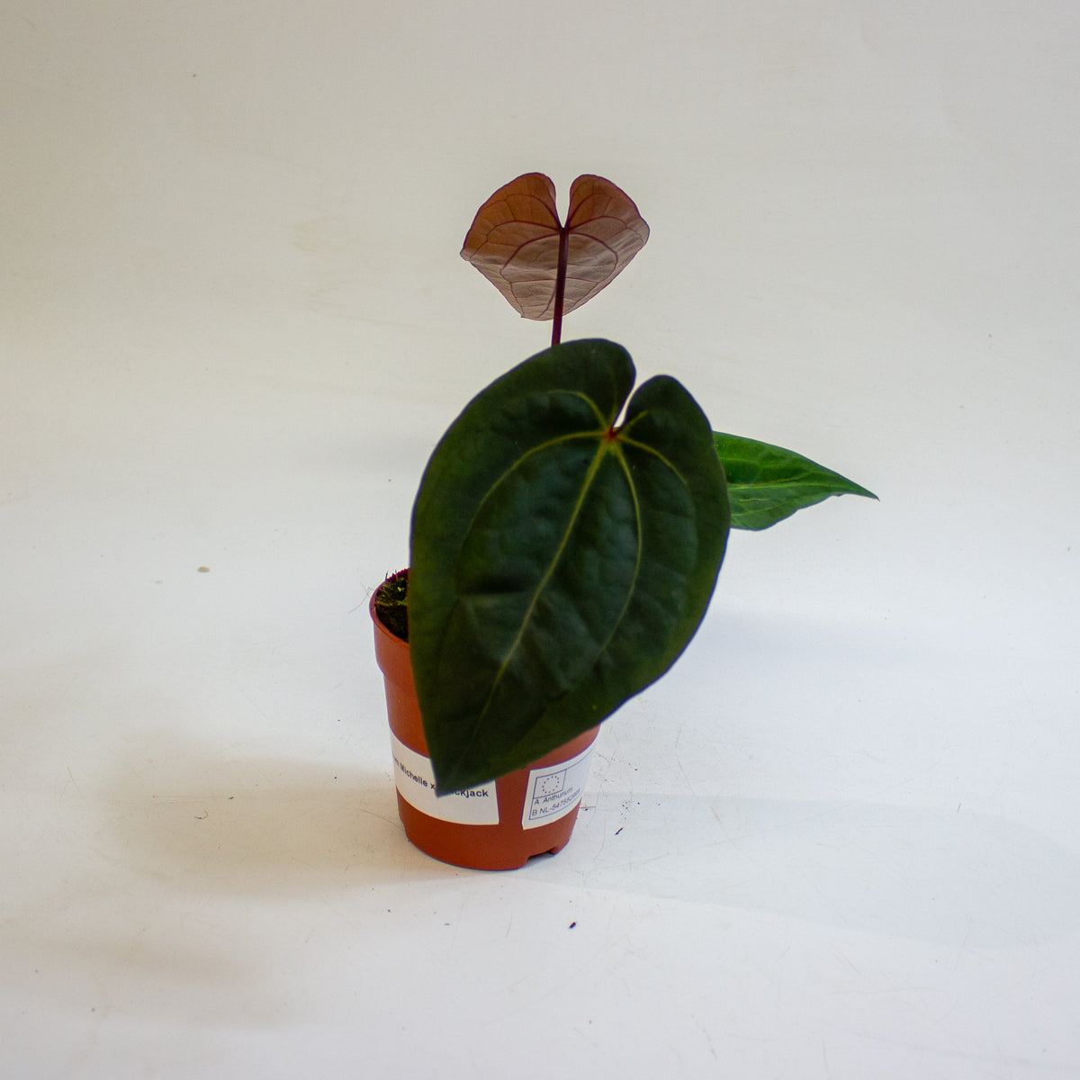 Anthurium 'Michelle x Blackjack' 9cm H20cm