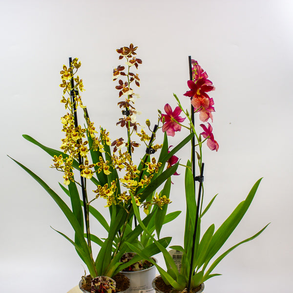 Cambria Orchid - Finished current flowers so reduced! 12cm H60cm