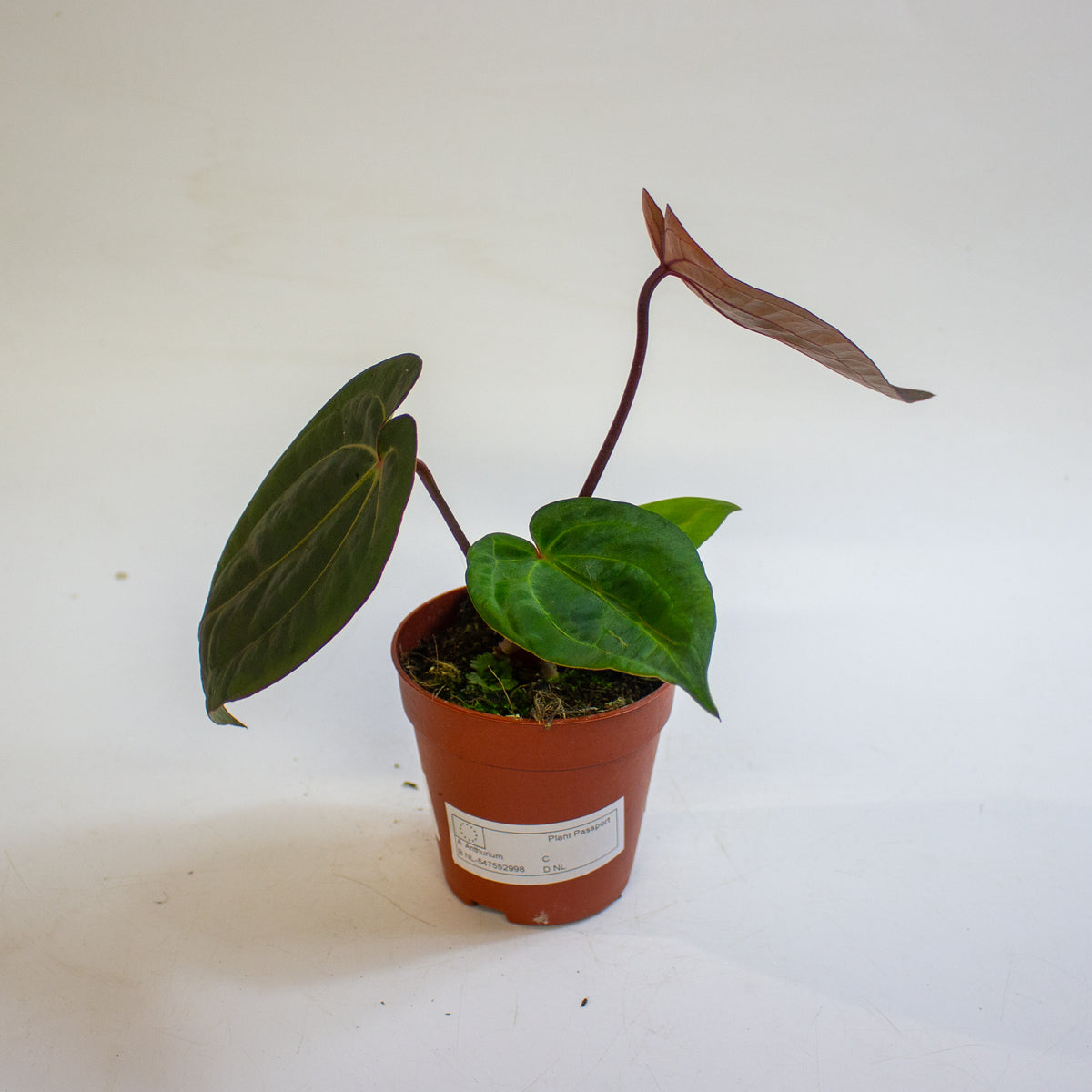 Anthurium 'Michelle x Blackjack' 9cm H20cm