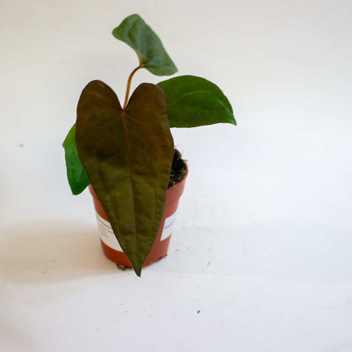 Anthurium 'Deadpool x Twin Phoenix Narrow' 9cm H20cm