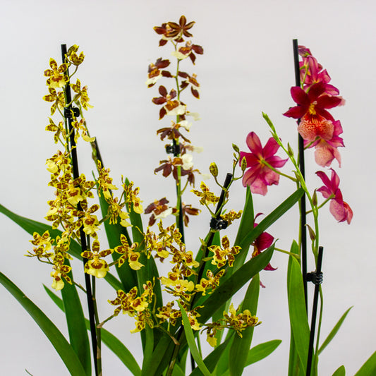 Cambria Orchid - Finished current flowers so reduced! 12cm H60cm