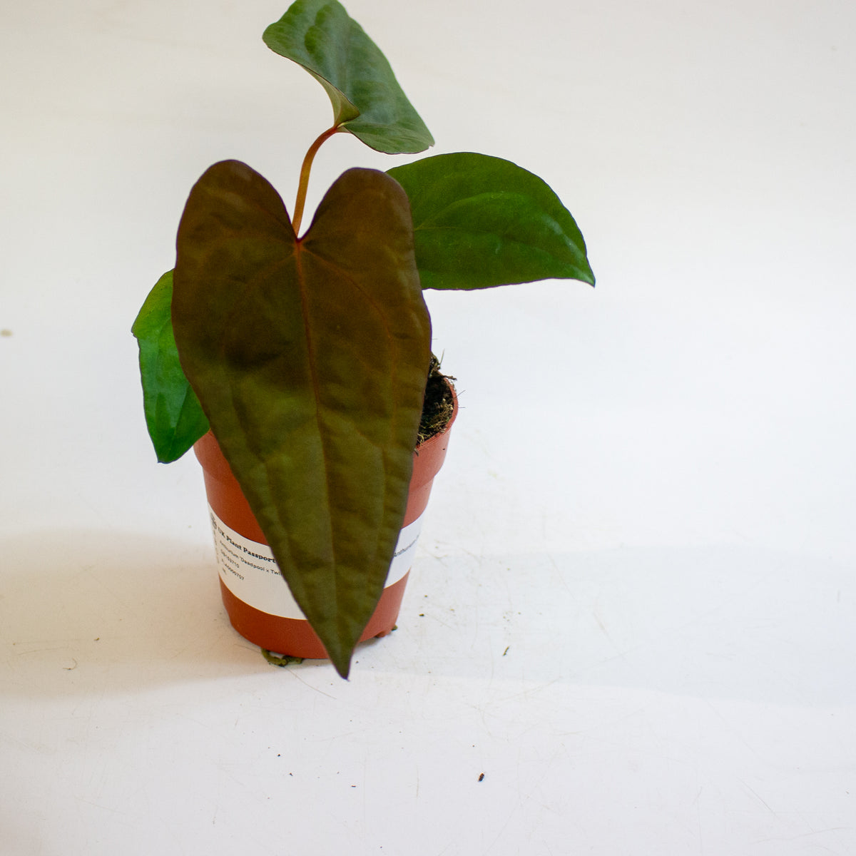 Anthurium 'Deadpool x Twin Phoenix Narrow' 9cm H20cm
