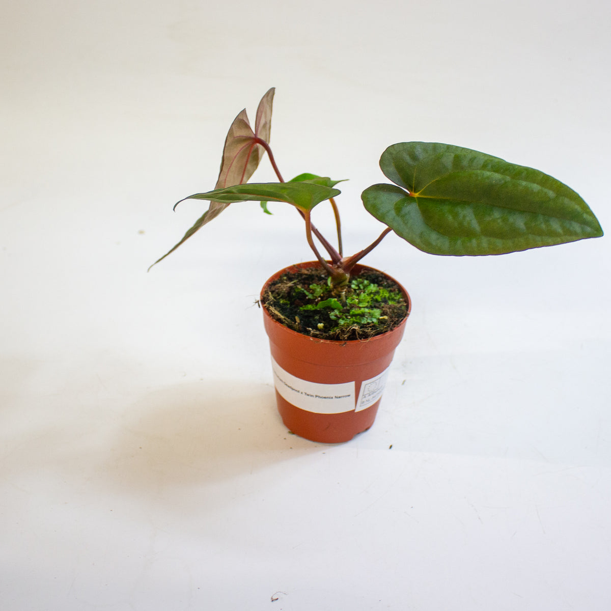 Anthurium 'Deadpool x Twin Phoenix Narrow' 9cm H20cm