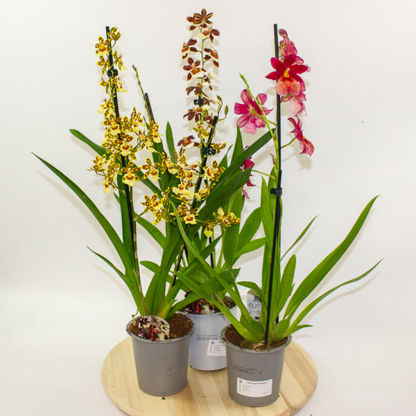 Cambria Orchid - Finished current flowers so reduced! 12cm H60cm