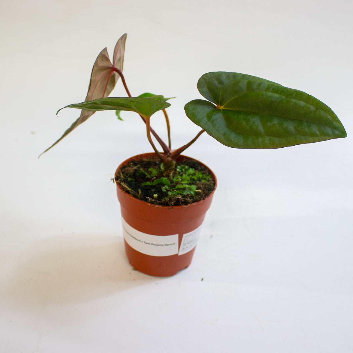 Anthurium 'Deadpool x Twin Phoenix Narrow' 9cm H20cm