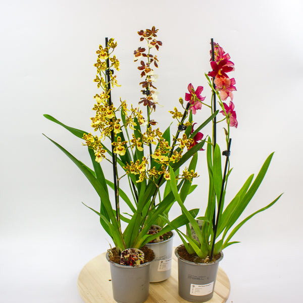 Cambria Orchid - Finished current flowers so reduced! 12cm H60cm