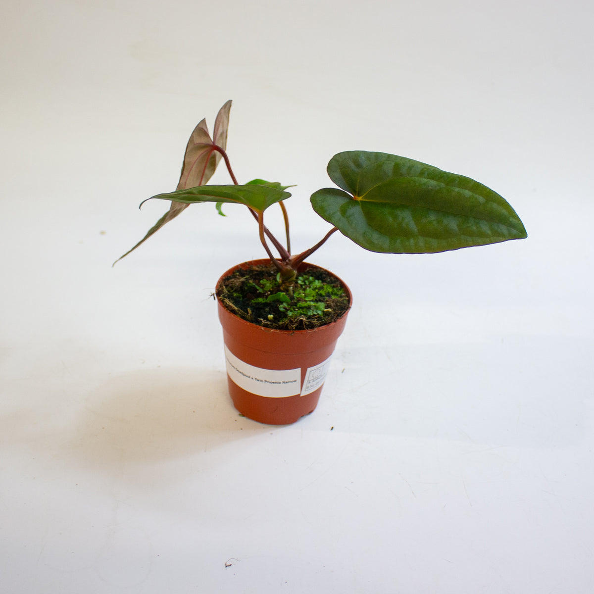 Anthurium 'Deadpool x Twin Phoenix Narrow' 9cm H20cm