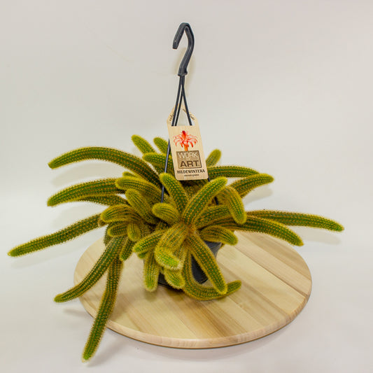 Cleistocactus Winteri 'Golden Rats Tail' 14cm H35cm