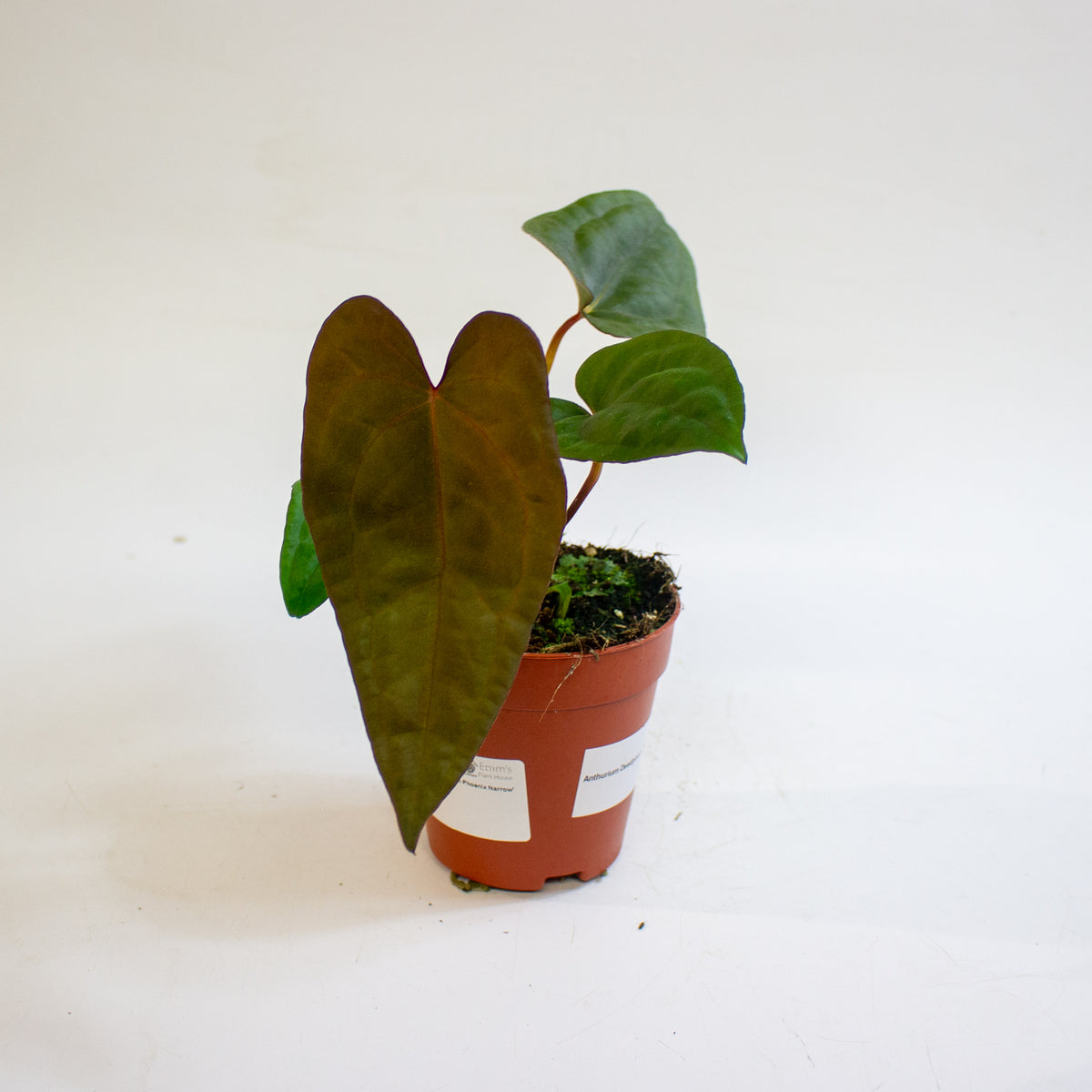 Anthurium 'Deadpool x Twin Phoenix Narrow' 9cm H20cm