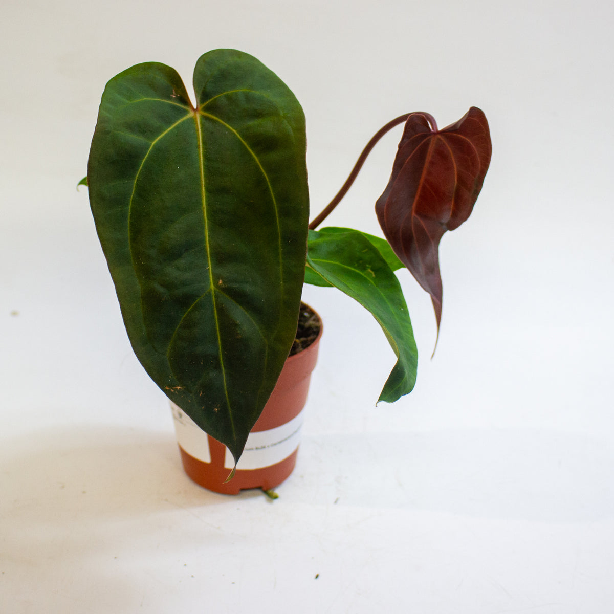 Anthurium '(9 x 24) x (Carlablackii x Papillinimum Grimreaper)' 9cm H20cm