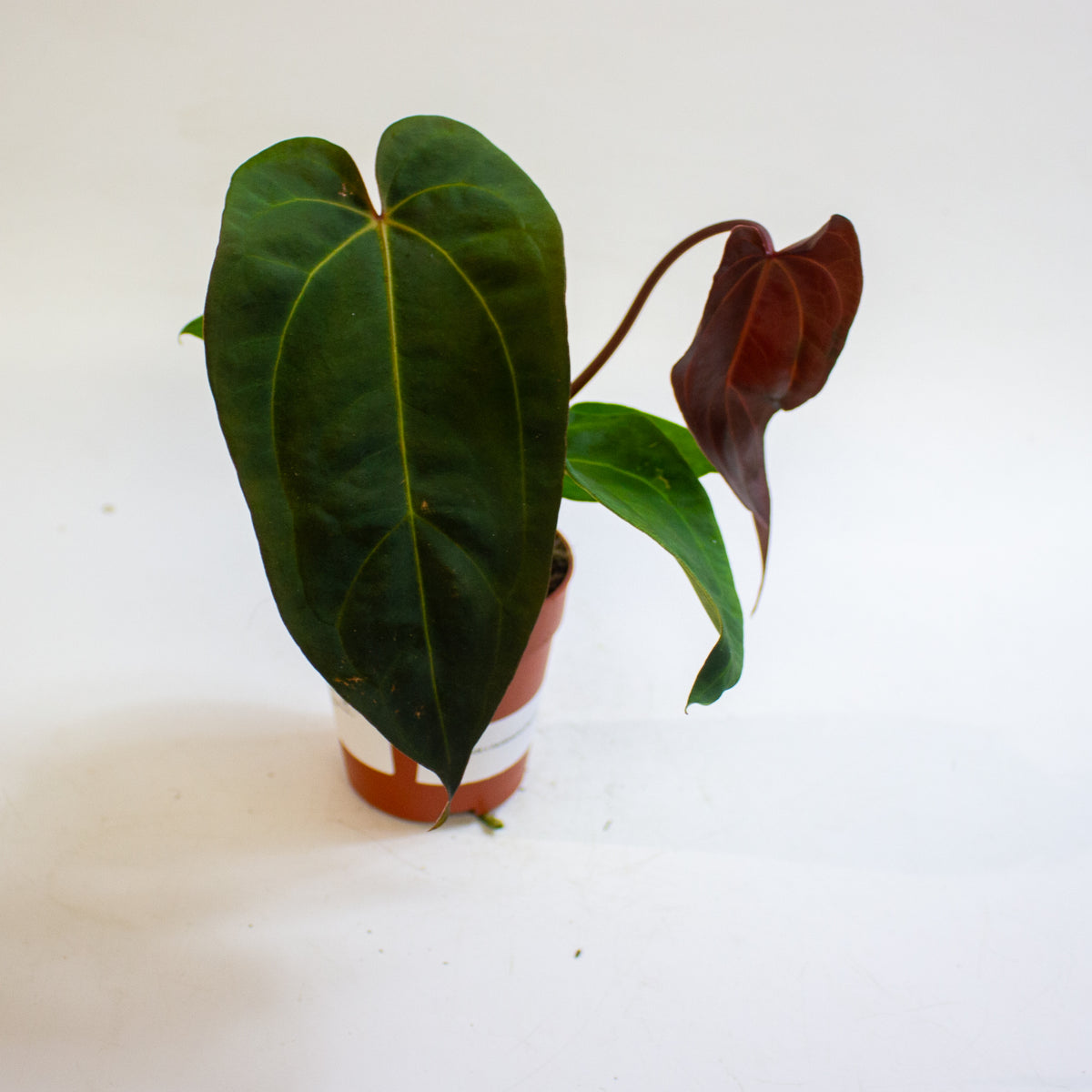 Anthurium '(9 x 24) x (Carlablackii x Papillinimum Grimreaper)' 9cm H20cm
