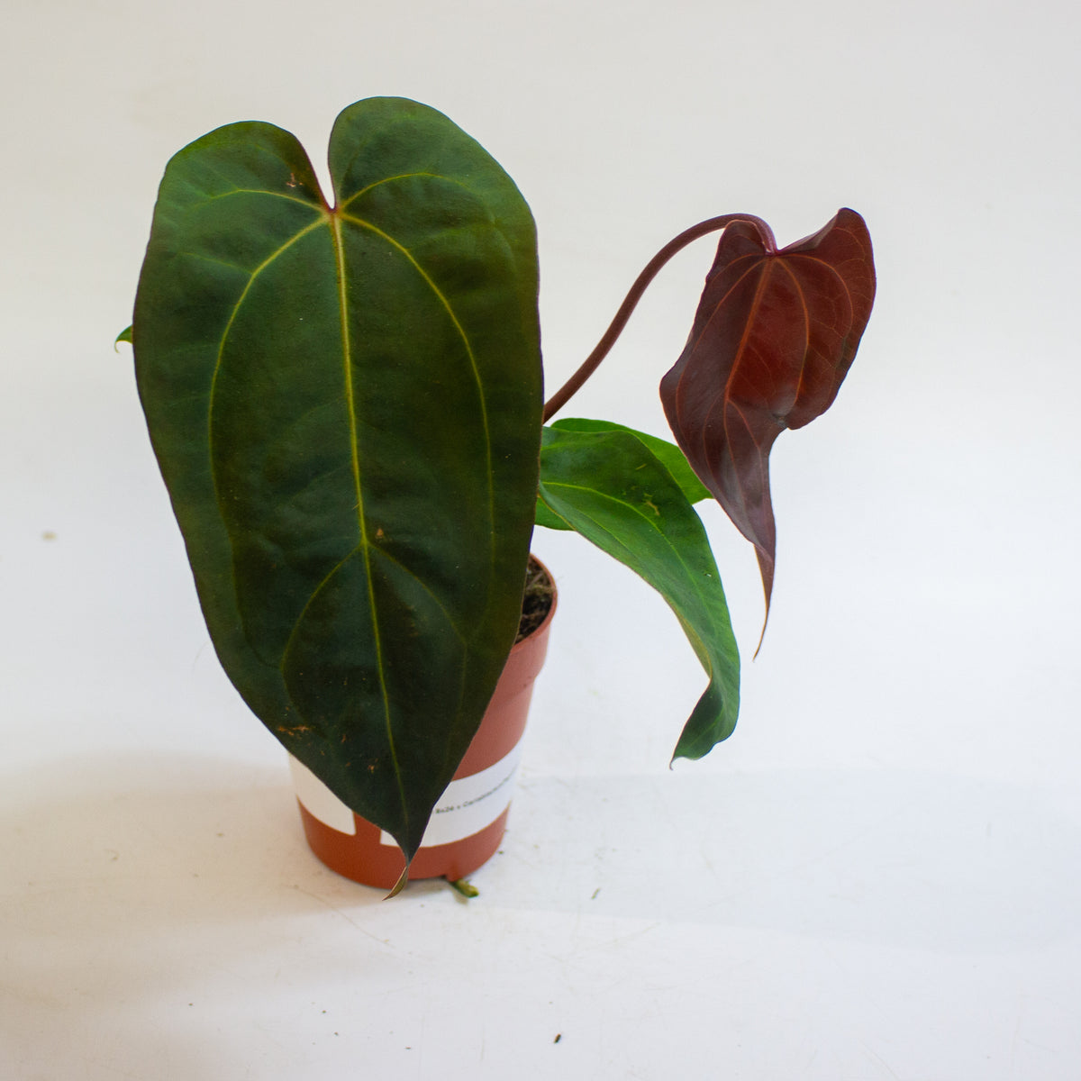 Anthurium '(9 x 24) x (Carlablackii x Papillinimum Grimreaper)' 9cm H20cm
