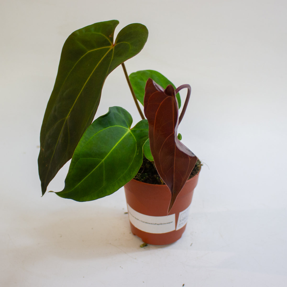 Anthurium '(9 x 24) x (Carlablackii x Papillinimum Grimreaper)' 9cm H20cm