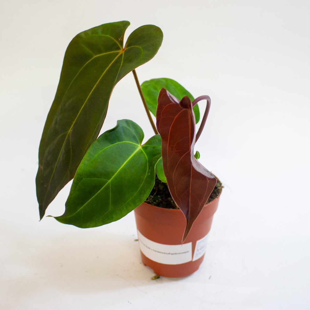 Anthurium '(9 x 24) x (Carlablackii x Papillinimum Grimreaper)' 9cm H20cm