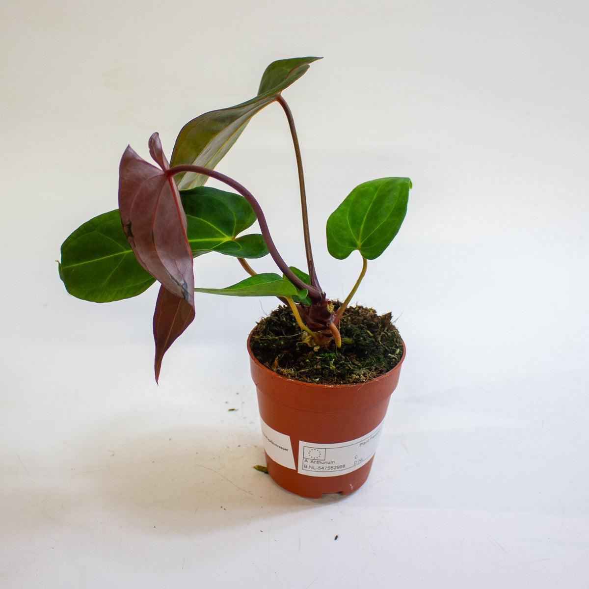Anthurium '(9 x 24) x (Carlablackii x Papillinimum Grimreaper)' 9cm H20cm