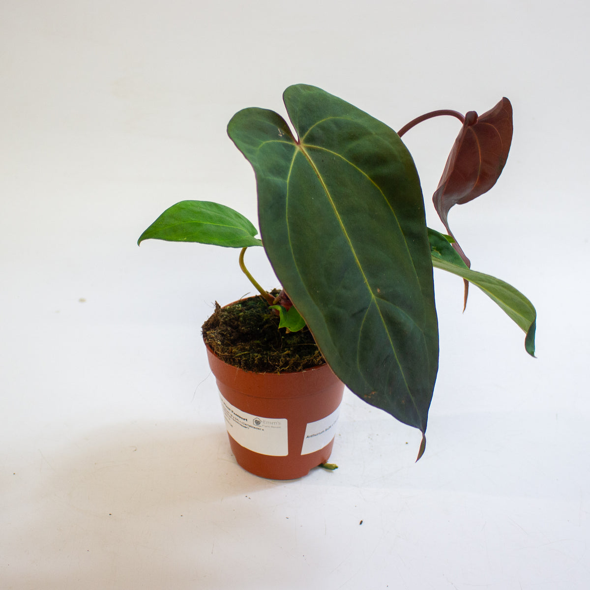 Anthurium '(9 x 24) x (Carlablackii x Papillinimum Grimreaper)' 9cm H20cm