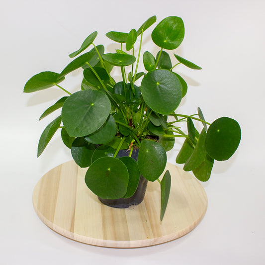 Pilea peperomoides 'Chinese Money Plant' 15cm H30cm