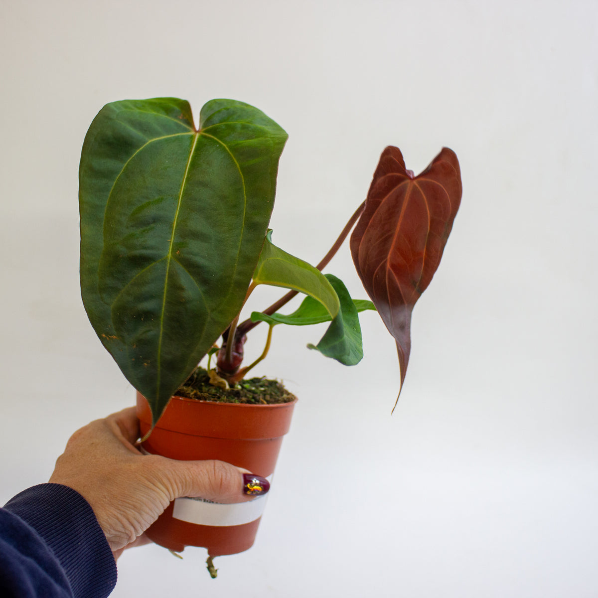 Anthurium '(9 x 24) x (Carlablackii x Papillinimum Grimreaper)' 9cm H20cm